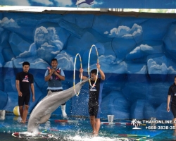 Дельфины купаться шоу поездка Seven Countries Паттайя Таиланд фото 117