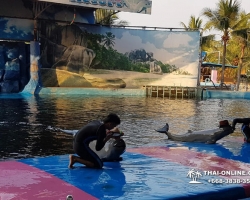 Дельфины купаться шоу поездка Таиланд фото Thai-Online 112