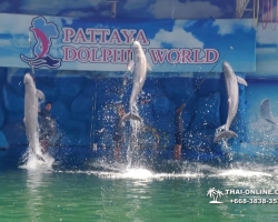 Дельфины купаться шоу поездка Seven Countries Паттайя Таиланд фото 129