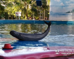 Дельфины купаться шоу поездка Таиланд фото Thai-Online 139