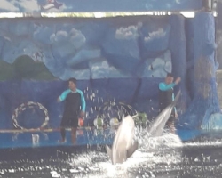 Дельфины купаться шоу поездка Seven Countries Паттайя Таиланд фото 213