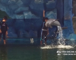 Дельфины купаться шоу поездка Seven Countries Паттайя Таиланд фото 219
