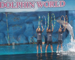 Дельфины купаться шоу поездка Seven Countries Паттайя Таиланд фото 95