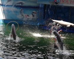 Дельфины купаться шоу поездка Таиланд фото Thai-Online 104