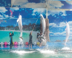Дельфины купаться шоу поездка Seven Countries Паттайя Таиланд фото 71