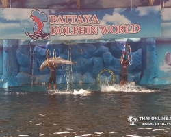 Дельфины купаться шоу поездка Seven Countries Паттайя Таиланд фото 133