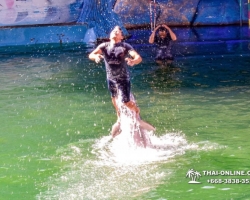 Дельфины купаться шоу поездка Seven Countries Паттайя Таиланд фото 79