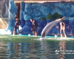 Дельфины купаться шоу поездка Seven Countries Паттайя Таиланд фото 161
