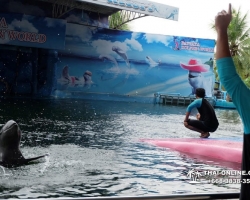 Дельфины купаться шоу поездка Seven Countries Паттайя Таиланд фото 88