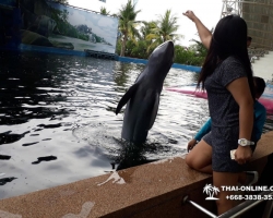 Дельфины купаться шоу поездка Seven Countries Паттайя Таиланд фото 103