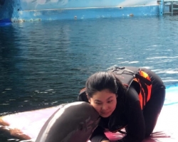 Дельфины купаться шоу поездка Seven Countries Паттайя Таиланд фото 187