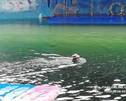 Дельфины купаться шоу поездка Таиланд фото 47