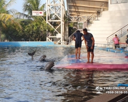 Дельфины купаться шоу поездка Таиланд фото Thai-Online 125