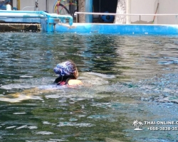 Дельфины купаться шоу поездка Таиланд фото Thai-Online 138