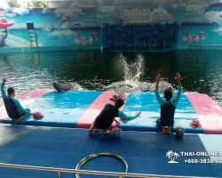 Дельфины купаться шоу поездка Seven Countries Паттайя Таиланд фото 74