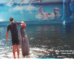 Дельфины купаться шоу поездка Seven Countries Паттайя Таиланд фото 108