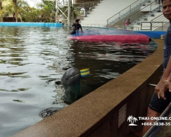 Дельфины купаться шоу поездка Seven Countries Паттайя Таиланд фото 100