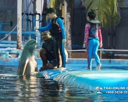 Дельфины купаться шоу поездка Seven Countries Паттайя Таиланд фото 111