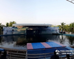 Дельфины купаться шоу поездка Seven Countries Паттайя Таиланд фото 190