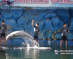 Дельфины купаться шоу поездка Seven Countries Паттайя Таиланд фото 93