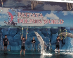 Дельфины купаться шоу поездка Seven Countries Паттайя Таиланд фото 119