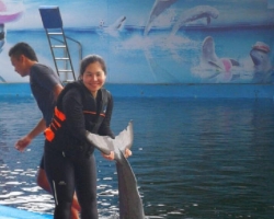 Дельфины купаться шоу поездка Seven Countries Паттайя Таиланд фото 152