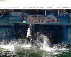 Дельфины купаться шоу поездка Таиланд фото Thai-Online 110