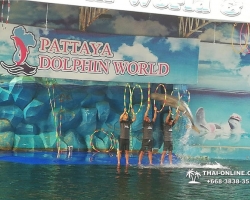 Дельфины купаться шоу поездка Таиланд фото Thai-Online 35