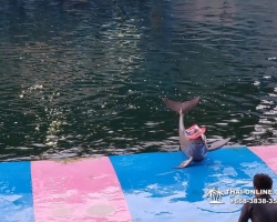 Дельфины купаться шоу поездка Seven Countries Паттайя Таиланд фото 84