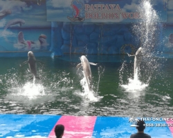 Дельфины купаться шоу поездка Seven Countries Паттайя Таиланд фото 142