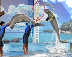 Дельфины купаться шоу поездка Seven Countries Паттайя Таиланд фото 99