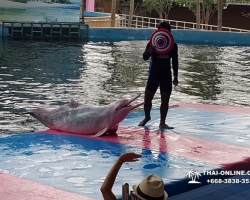 Дельфины купаться шоу поездка Таиланд фото 15