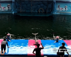 Дельфины купаться шоу поездка Seven Countries Паттайя Таиланд фото 140