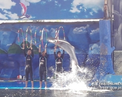 Дельфины купаться шоу поездка Seven Countries Паттайя Таиланд фото 146