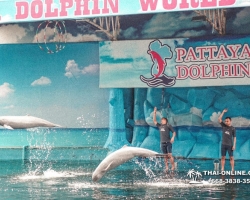 Дельфины купаться шоу поездка Таиланд фото 13