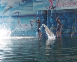 Дельфины купаться шоу поездка Seven Countries Паттайя Таиланд фото 197
