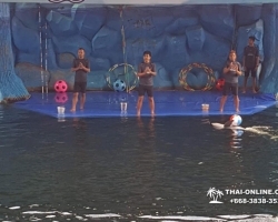 Дельфины купаться шоу поездка Seven Countries Паттайя Таиланд фото 194