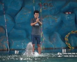 Дельфины купаться шоу поездка Seven Countries Паттайя Таиланд фото 200