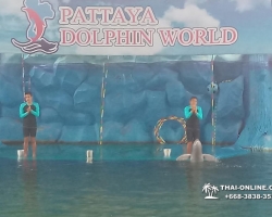 Дельфины купаться шоу поездка Seven Countries Паттайя Таиланд фото 210