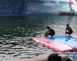 Дельфины купаться шоу поездка Таиланд фото Thai-Online 140