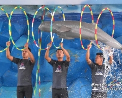 Дельфины купаться шоу поездка Seven Countries Паттайя Таиланд фото 73