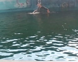 Дельфины купаться шоу поездка Seven Countries Паттайя Таиланд фото 202