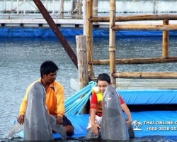 Дельфины купаться шоу поездка Seven Countries Паттайя Таиланд фото 56
