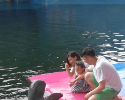 Дельфины купаться шоу поездка Seven Countries Паттайя Таиланд фото 204