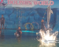 Дельфины купаться шоу поездка Seven Countries Паттайя Таиланд фото 212