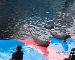 Дельфины купаться шоу поездка Таиланд фото Thai-Online 117