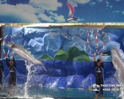 Дельфины купаться шоу поездка Seven Countries Паттайя Таиланд фото 125