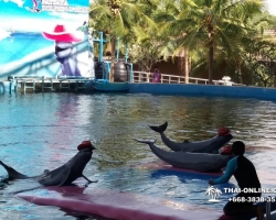 Дельфины купаться шоу поездка Таиланд фото Thai-Online 116