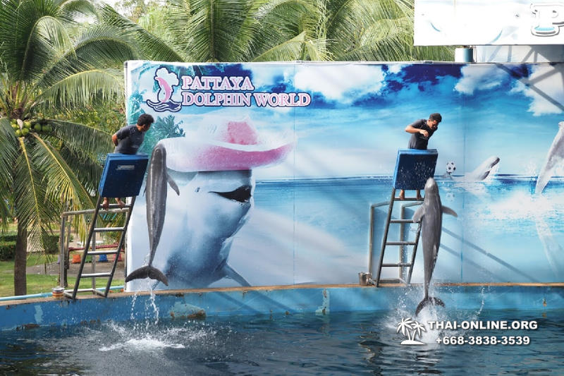 Дельфины купаться шоу поездка Таиланд фото Thai-Online 27