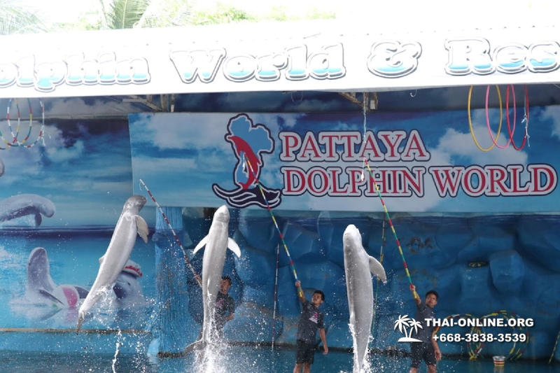 Дельфины купаться шоу поездка Seven Countries Паттайя Таиланд фото 110
